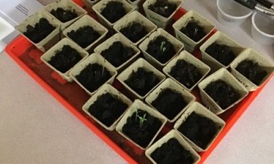 Planting Experience