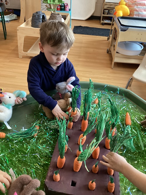 A preschool child pulling artificial carrots out of a box